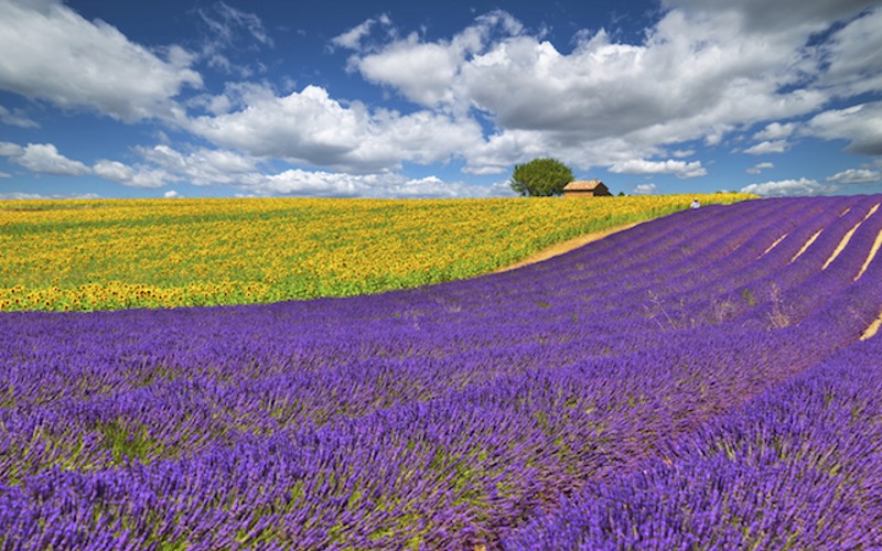 lavender fields Provence France
