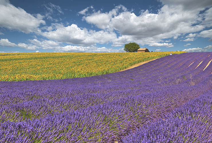 Honeymoon in Paris France | Lavenders Fields Provence France