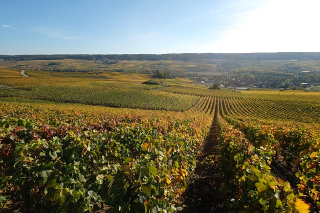 Champagne Vineyard Tour Vacations